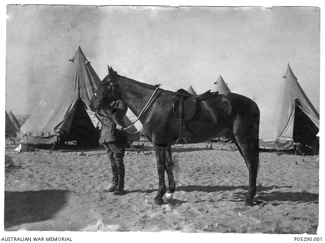 The Role of Animals in World War I | Centenary of WW1 in Orange