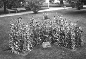 Poppy bed in the form of a Maltese Cross at Cook Park, Orange, c1920, in memory of fallen soldiers. The poppies were grown from seeds gathered from French battlefields and were supplied by the director of the Botanic Gardens in Sydney. Image courtesy Orange City Library.