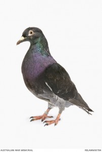 Australian carrier pigeon. Image courtesy Australian War Memorial.