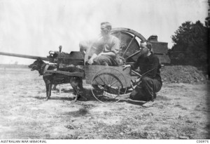 Roff, a German message dog captured by the 13th Battalion near Villers-Bretonneux in May 1918. Roff’s name was changed to Digger; his stuffed and mounted skin is now in the Australian War Memorial's collection. Image courtesy Australian War Memorial.