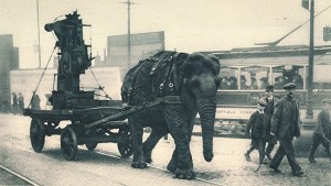 A military elephant in World War I pulls ammunition in Sheffield. Image courtesy Illustrated War News.