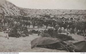 8th Australian Light Horse Regiment, A Squadron, near Romani, Sinai, 1916 Image courtesy Australian War Memorial.