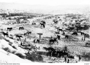 Australian Light Horse units bivouaced at Rakwa after the Maghara operations, Sinai, 15 October 1916. Image courtesy Australian War Memorial.