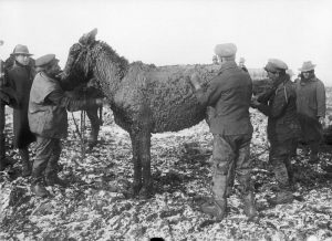 British troops scrape mud from a mule near Bernafay Wood on the Western Front, November 1916. Image courtesy Imperial War Museum ©IWM (Q 1619).